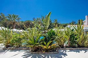 Semi tropical plants