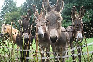 Donkeys