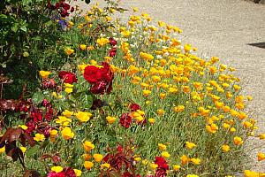 Flowers, garden