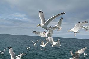 Sea, gulls