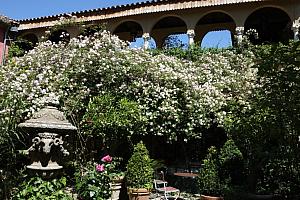 Abundant trees and shrubs