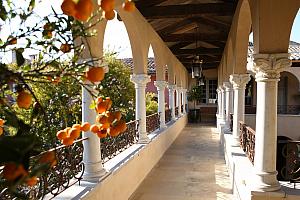 Orange tree