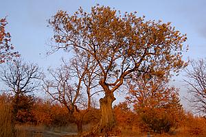 Old olive tree