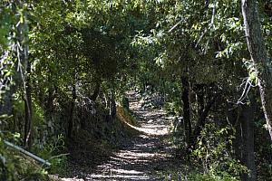 Woodland path near Pastoreccia