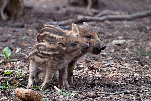 Wild boar piglets