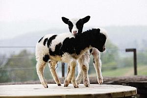 Lambs
