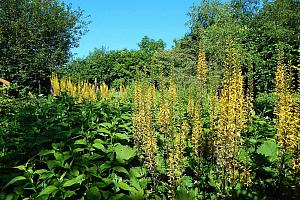 Award-winning garden