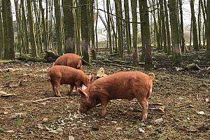 Home-reared Tamworth pigs in the woods