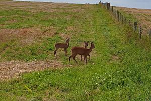 Wild deer near the hotel