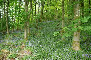Woods, Craigadam