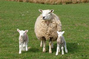 Sheep and lambs