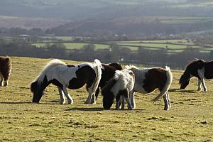 Dartmoor ponies