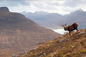 Stag, Scotland