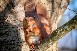 Red Squirrel