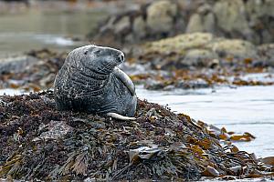 Seal, Cornwall