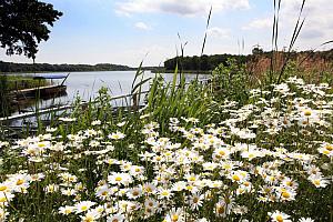 Ormesby Broad, Norfolk