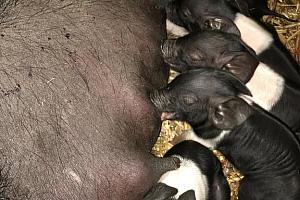 Piglets