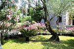 Garden flowers
