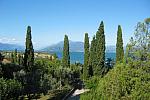Cypress trees and olives in the garden