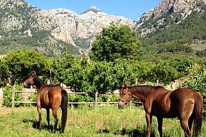 Horses at Finca Cas Sant