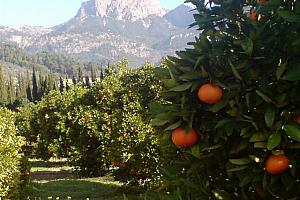 Hotel Finca Cas Sant, Soller