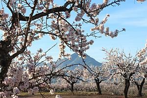 Almond blossom