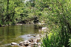 Stream through the garden