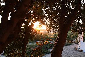 Sunset garden