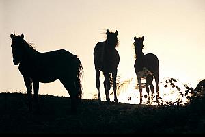 Horse, Asturias