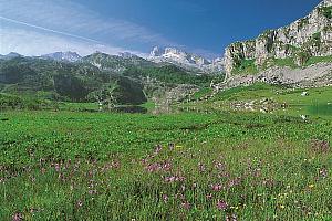 Picos de Europa